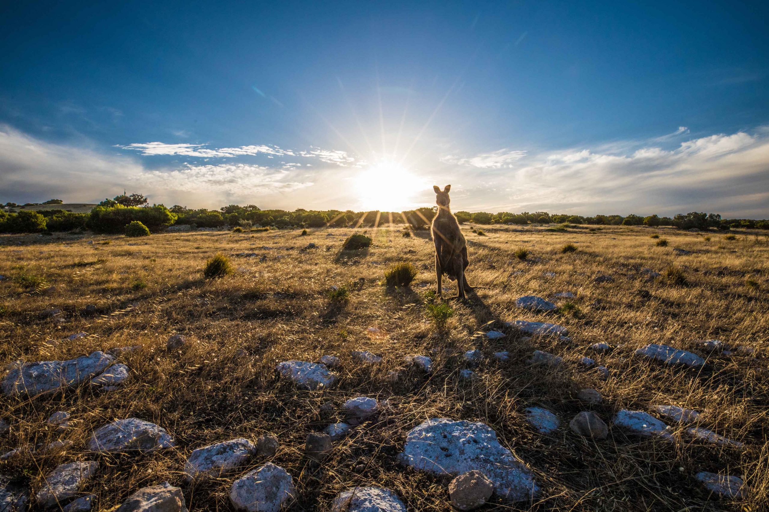 Kangaroo at Sunset, Kangaroo Island