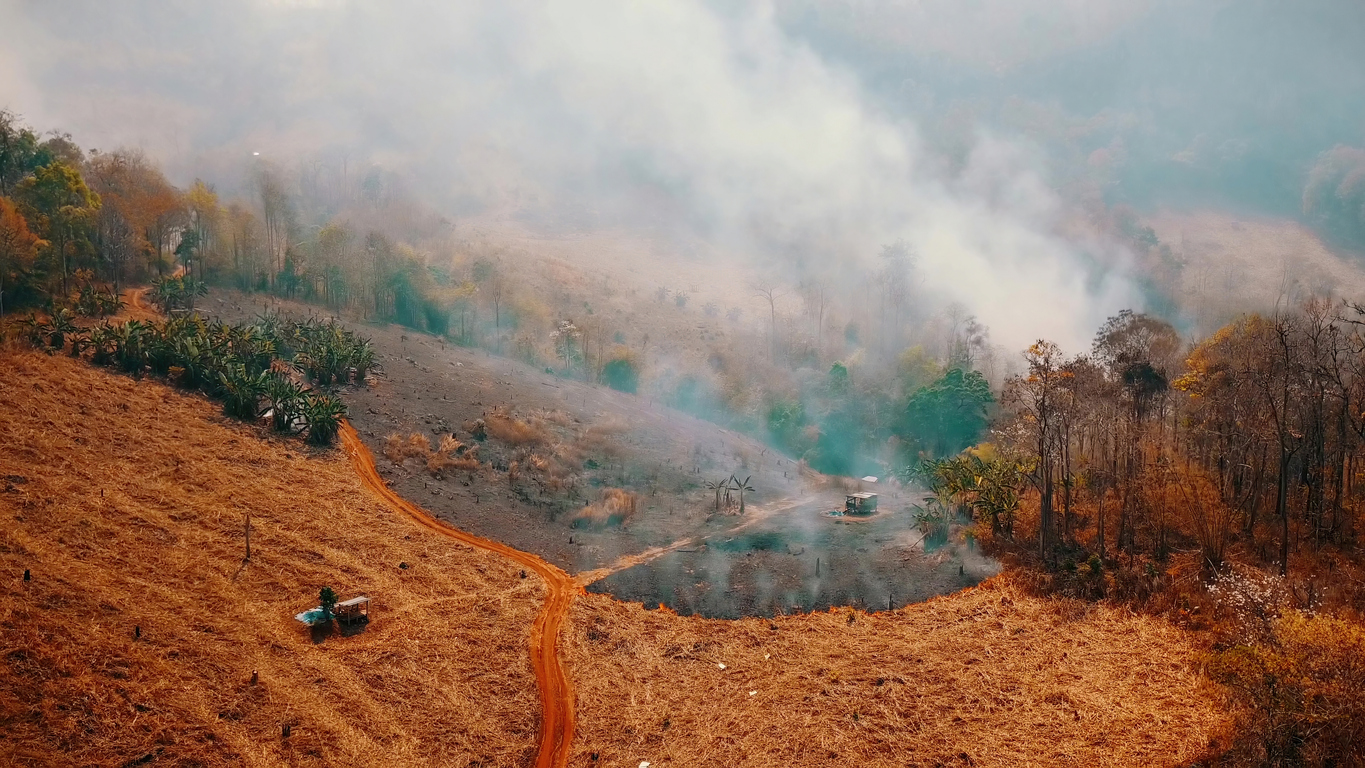 Forest fires caused by climate crisis