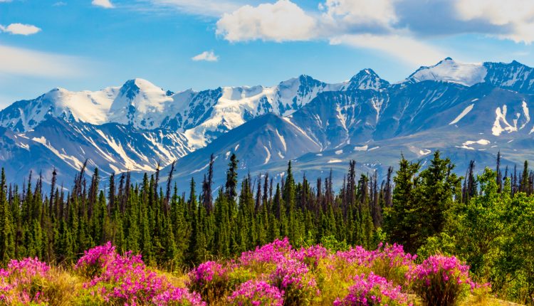 Forest in the Yukon, Canada.