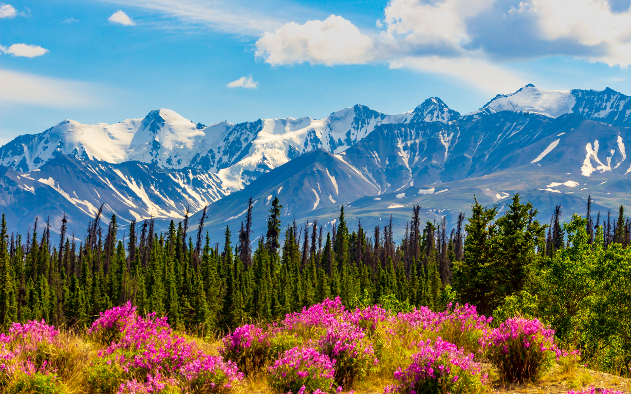 Forest in the Yukon, Canada.