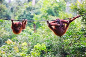 visit orangutans borneo