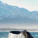 From the Mountains to the C (Suite), A Coach’s Perspective