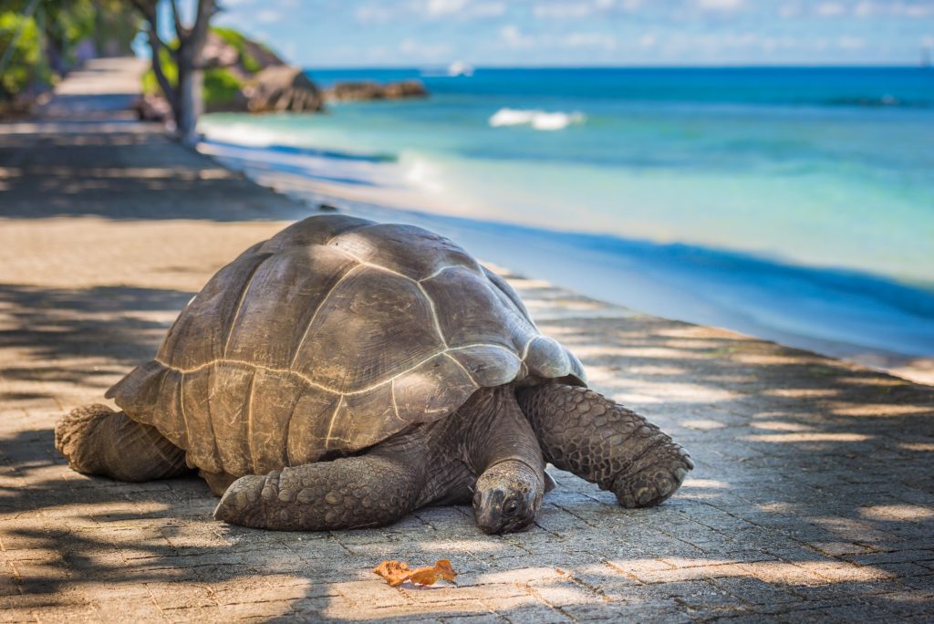 seychelles tortoise