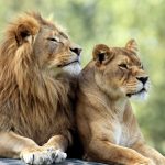 Dan Ashe’s Alliance with Anti-Zoo Groups Sparks Backlash Among AZA Members