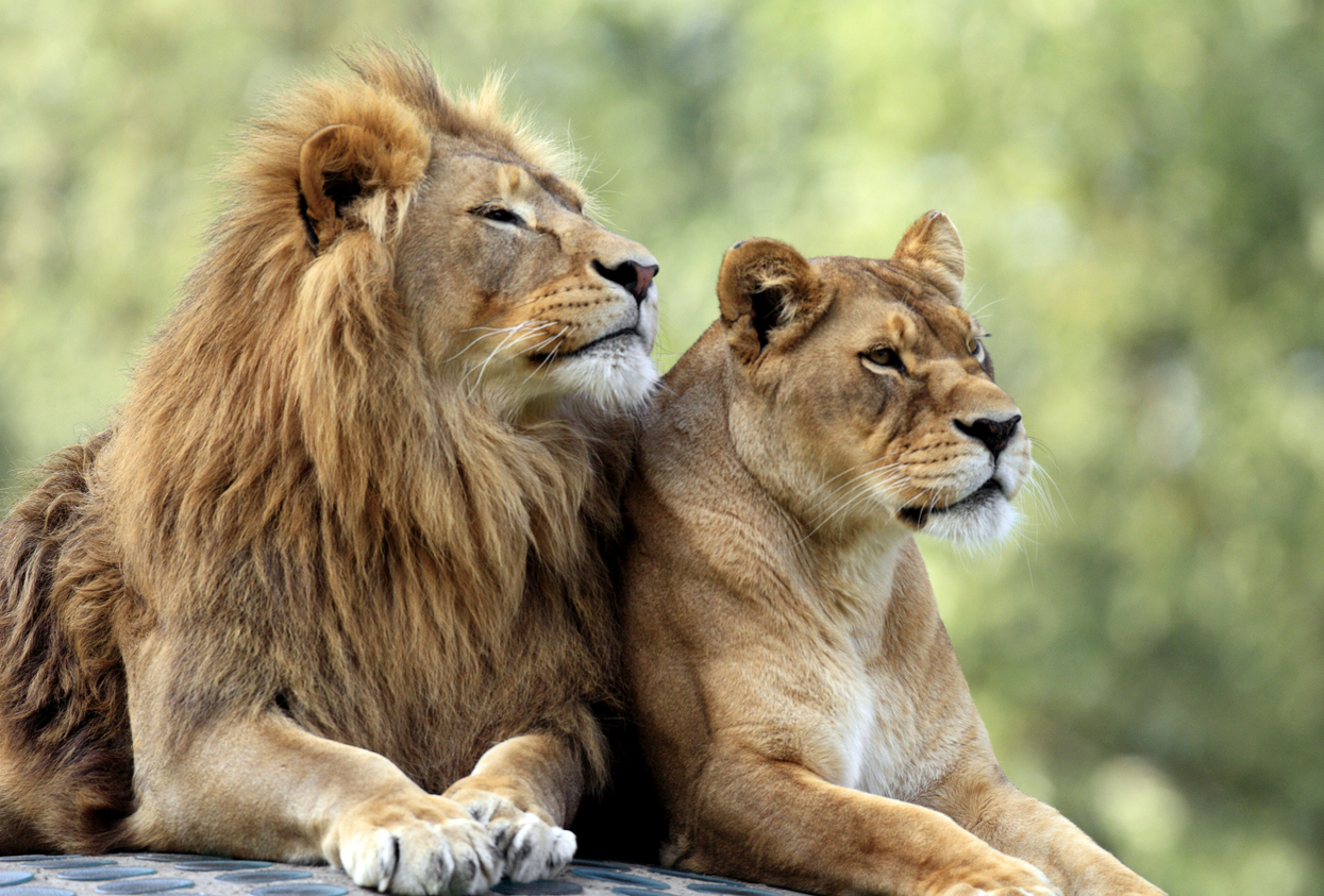 pair of adult lions in zoological garden