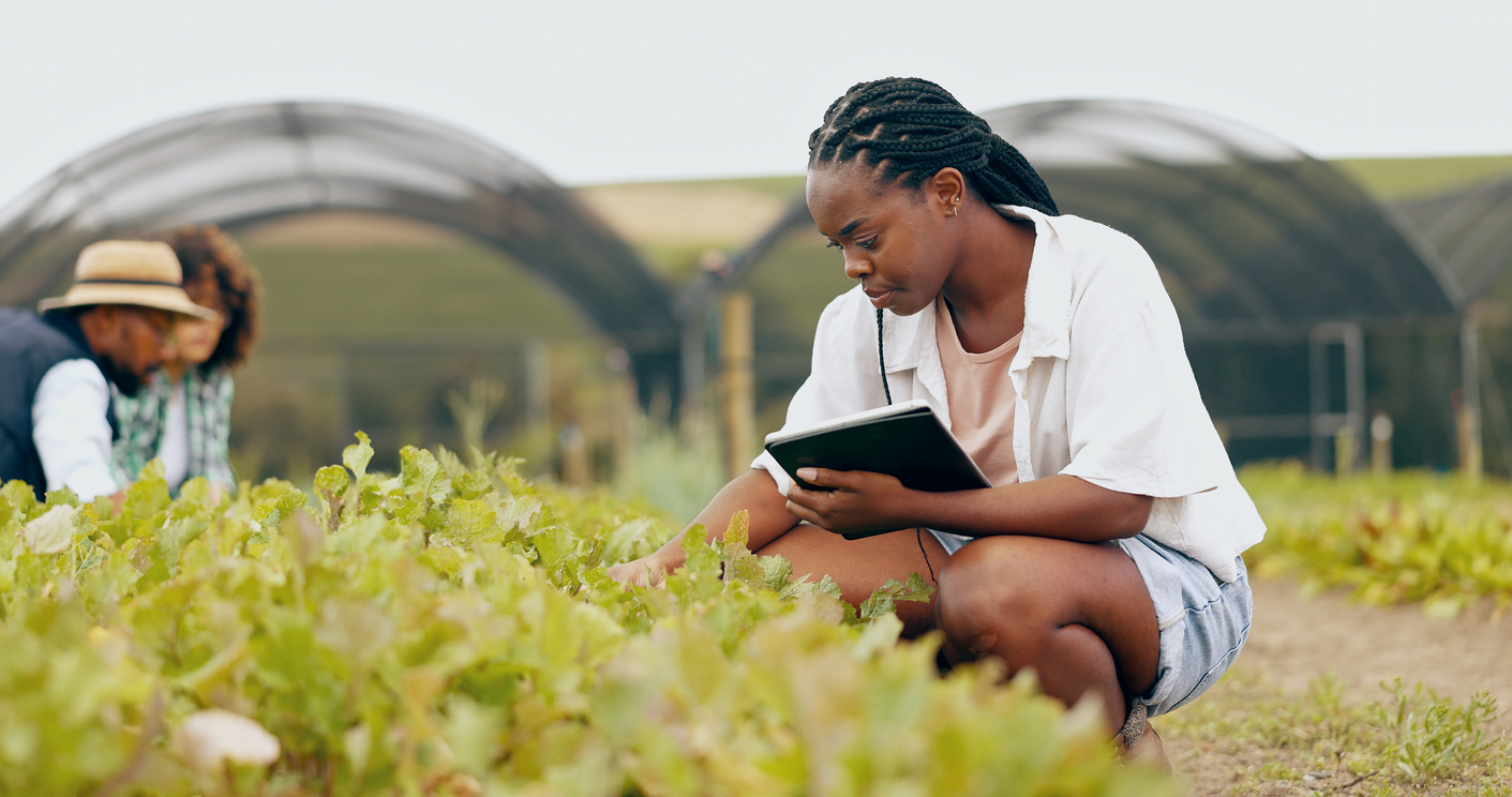 tablet, inspection and black woman in greenhouse for farming with vegetables, leaves or greenery. quality check, digital technology and african female farmer doing research on produce in environment.