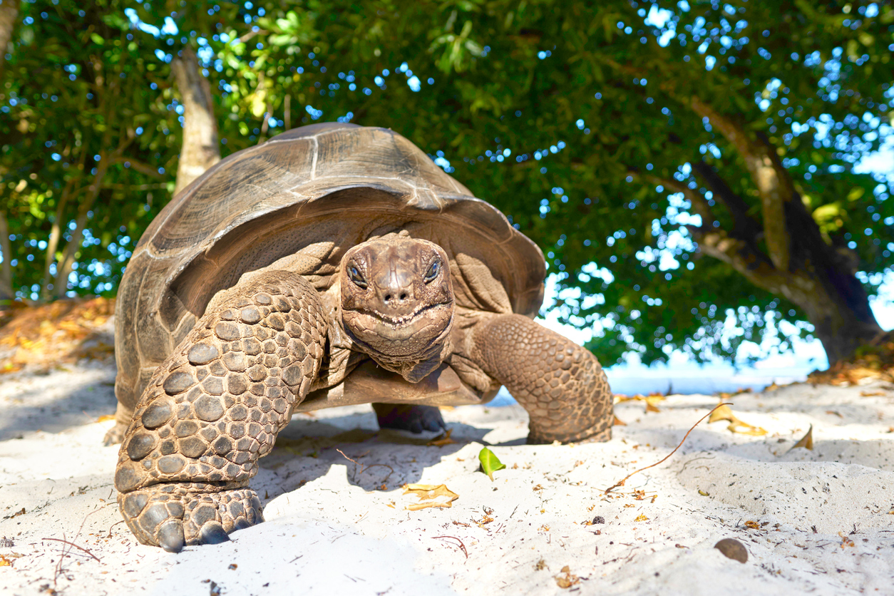 aldabra giant tortoise on sand beach on seychelles island