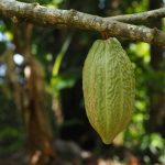 Responsible Companies Choose Ethical Cocoa Suppliers: Here’s Why