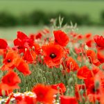 Supporting Veterans in Business: A Strategic Advantage for Companies