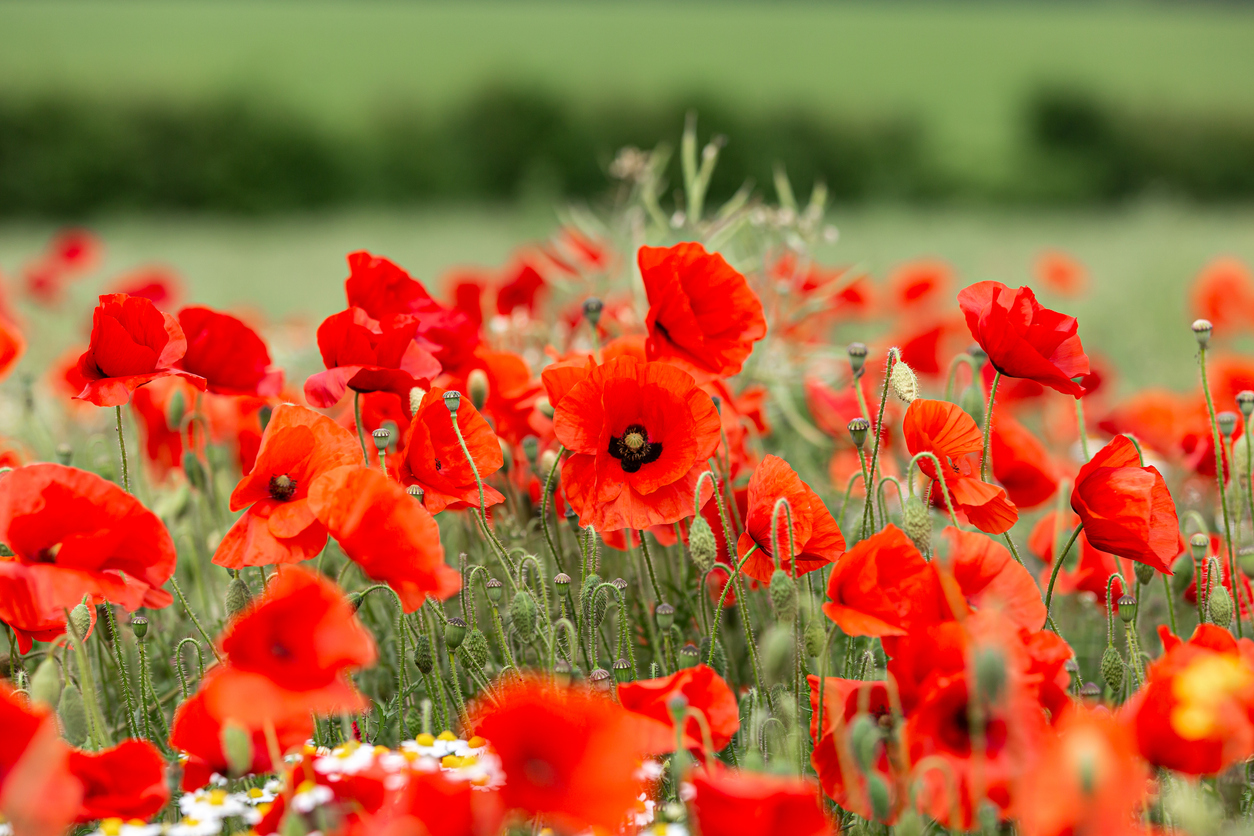a close up of poppies in the summer sunshine, with a shallow depth of field