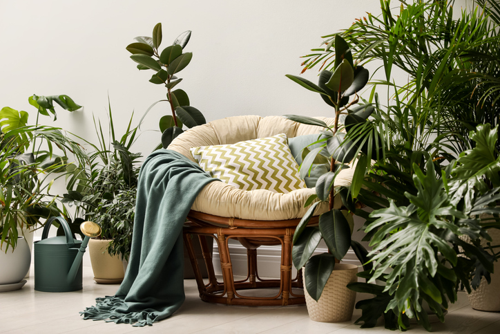 lounge area interior with comfortable papasan chair and houseplants