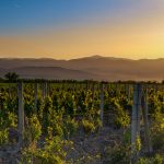 Best Vineyards to Visit and Where Great Wine Begins