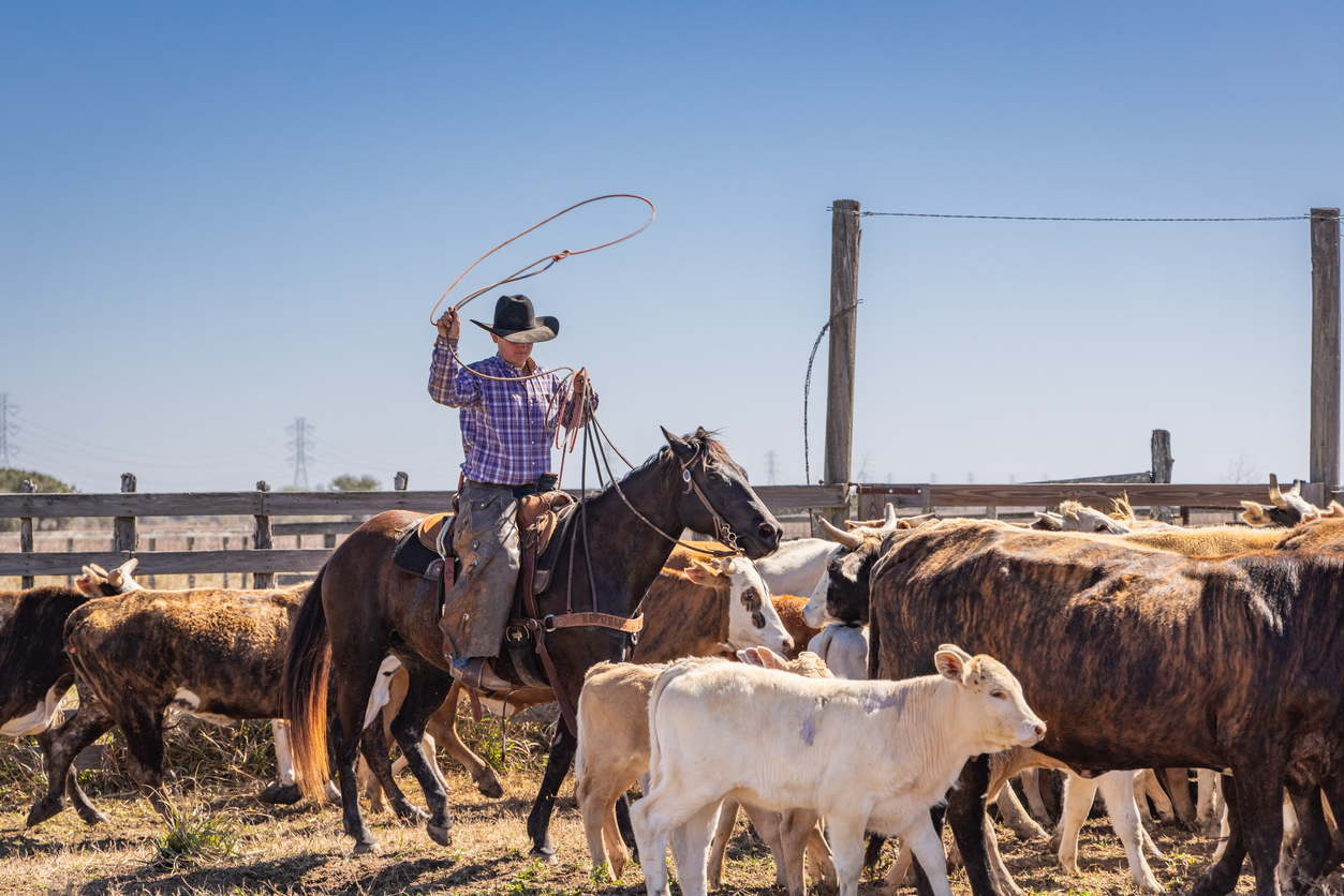 cowboy roping calves during spring round up on a texas ranch.