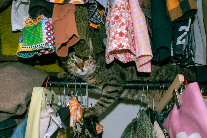 domestic cat playing in colorful clothing rack wardrobe.