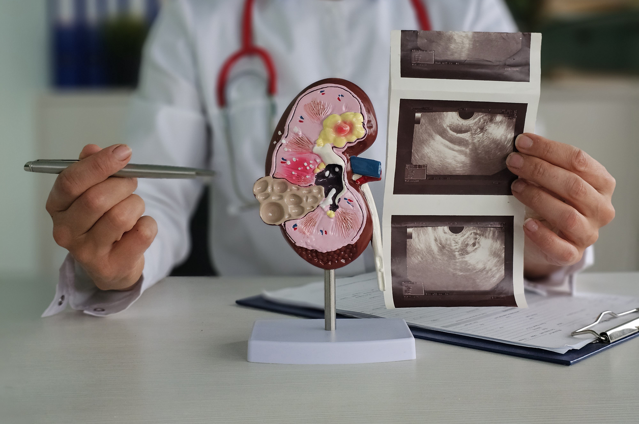 medical professional examines kidney model and ultrasound images in clinic consultation concept