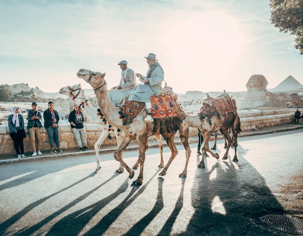 People Riding On Camels On Road