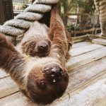 Sloth World Orlando: New Animal Experience 2026